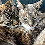 cat, feline, pet, snuggle, closeup, sleepy, fur, whiskers, ears, face, paw, cuddle, companion, animal, domestic, cute, resting, friendship, cozy, relaxation