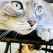 Joba a rejoint le concours — aidez-le/la à gagner de superbes lots ! cat, close_up, blue_eyes, paw, fur, metal, rust, outdoor, blurred_background, animal, pet, resting, whiskers, nose, table, two_cats, nature, curious, portrait, feline