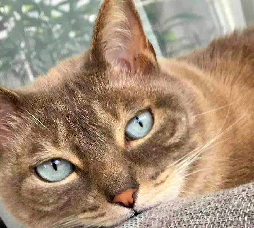 Joba participe au concours pour gagner de l'argent avec cette photo : cat, blue_eyes, close_up, resting, fur, whiskers, nose, ear, face, domestic_cat, animal, pet, indoor, window, blurred_background, texture, soft_light, relaxed, cute, feline