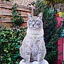 Joba participe au concours pour gagner de l'argent avec cette photo : cat, blue_eyes, feline, pet, animal, outdoor, greenery, plant, fence, wood, perch, fluffy, sitting, looking_up, nature, garden, domestic_cat, cute, fur, portrait