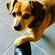 Copain participe au concours pour gagner de l'argent avec cette photo : dog, paw, shoe, tile_floor, brown_fur, small_dog, pet, looking_up, curious, affectionate, close_up, indoor, animal, canine, fur_texture, black_shoe, floor_tiles, domestic_animal, companion, cute