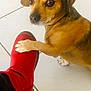 Copain participe au concours pour gagner de l'argent avec cette photo : dog, brown_dog, paw, red_boot, tile_floor, pet, animal, looking_back, close_up, indoor, cute, small_dog, friendly, domestic_animal, floor, footwear, companion, pet_interaction, curious, affectionate
