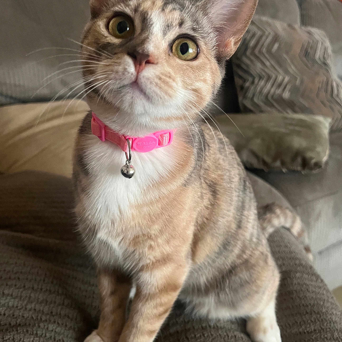 Nilla joined the competition — help win amazing prizes! abyssinian, accessories, animal, architecture, building, cat, chair, collar, couch, cushion, furniture, homedecor, indoors, kitten, linen, livingroom, manx, pet, room, strap