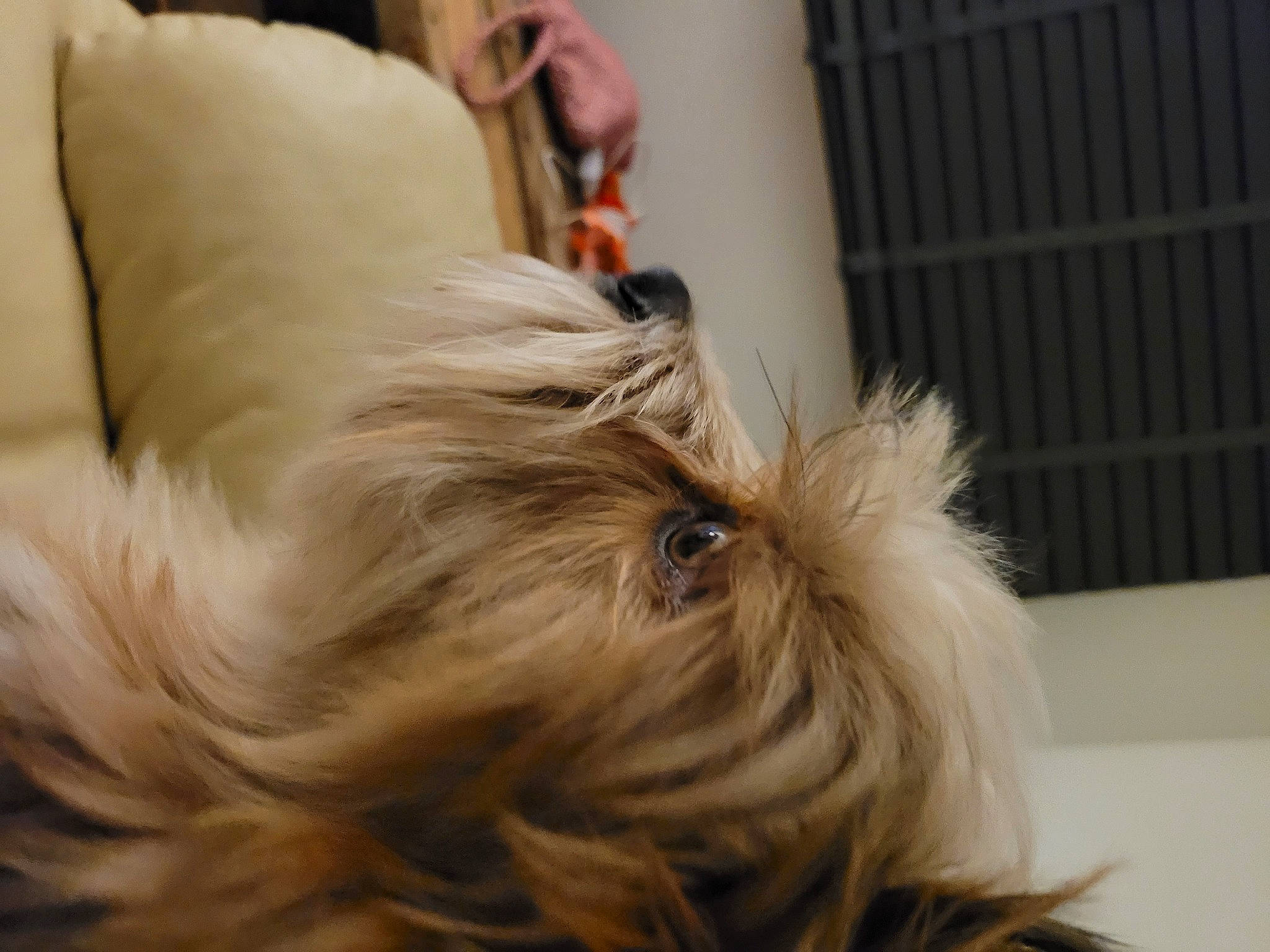 Louis participe au concours pour gagner de l'argent avec cette photo : biewer_terrier, canidae, carnivore, comfort, companion_dog, dog, dog_breed, dog_supply, ear, fawn, fur, liver, puppy, small_terrier, snout, sporting_group, terrier, toy_dog, working_animal, yorkshire_terrier