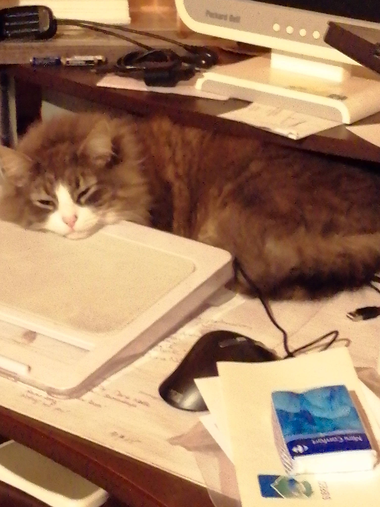 Loustik a rejoint le concours — aidez-le/la à gagner de superbes lots ! box, carnivore, cat, domestic_short_haired_cat, electric_blue, electronic_device, felidae, fur, gadget, metal, office_equipment, publication, room, shelf, shelving, shipping_box, small_to_medium_sized_cats, snapshot, whiskers, wood