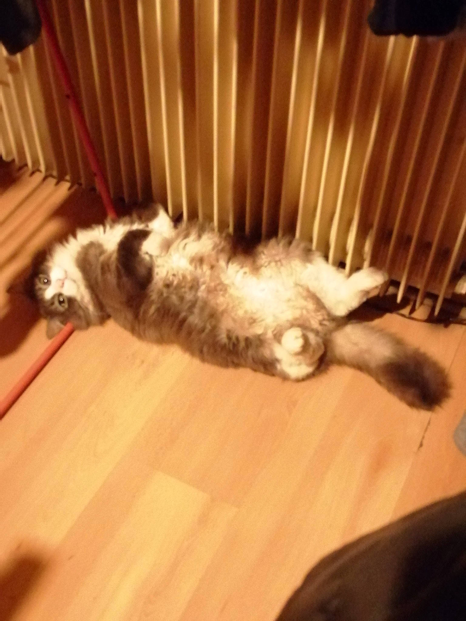 Loustik a rejoint le concours — aidez-le/la à gagner de superbes lots ! carnivore, cat, comfort, companion_dog, couch, dog_breed, domestic_short_haired_cat, fawn, felidae, floor, flooring, fur, hardwood, paw, small_to_medium_sized_cats, snout, sporting_group, tail, whiskers, wood