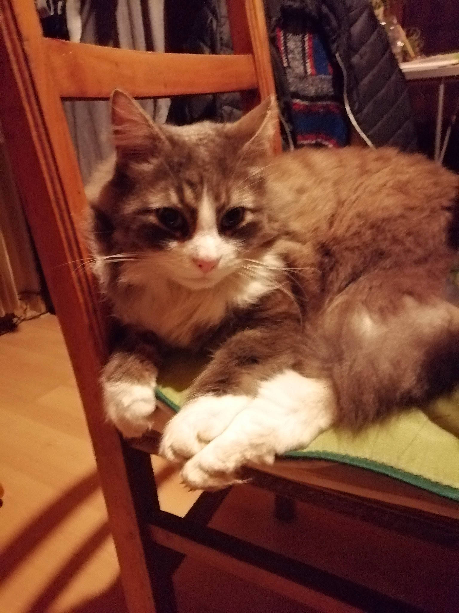 Loustik a rejoint le concours — aidez-le/la à gagner de superbes lots ! box, cardboard, carnivore, cat, chair, cloud, comfort, domestic_short_haired_cat, fawn, felidae, fur, hardwood, iris, lap, paw, small_to_medium_sized_cats, snout, tail, whiskers, wood