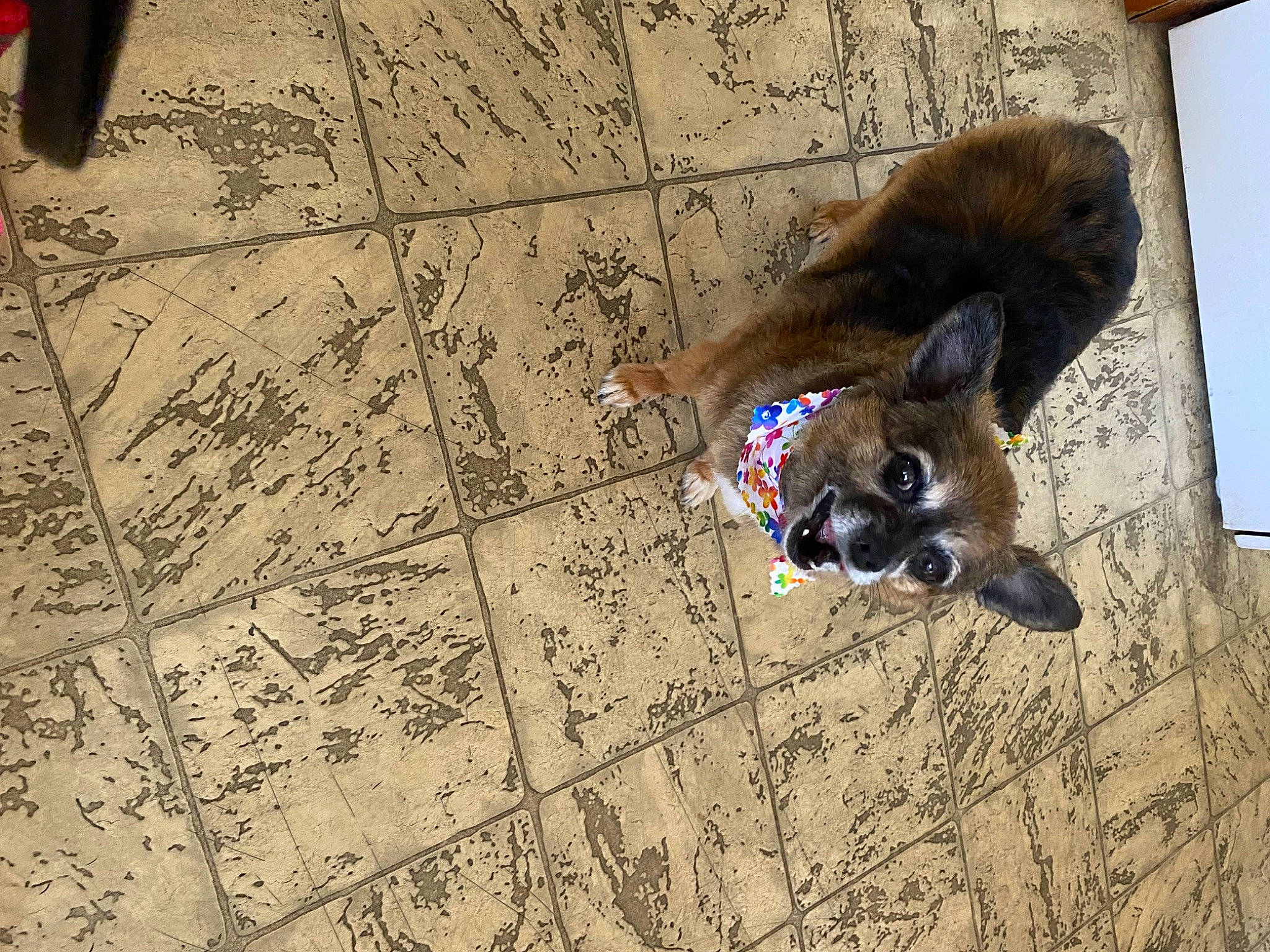 Molly is registered to the contest to win money with this photo: brown, carnivore, companion_dog, dog_breed, fawn, felidae, floor, flooring, fur, leash, pattern, pet_supply, road_surface, shadow, small_to_medium_sized_cats, tail, terrestrial_animal, whiskers, wood, working_animal