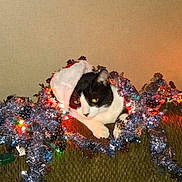 Max is registered to the contest to win money with this photo: animal, black_and_white, cat, celebration, christmas, christmas_lights, couch, cozy, cute, decorations, face, festive, fur, holiday, indoor, pet, relaxed, santa_hat, tinsel, whiskers