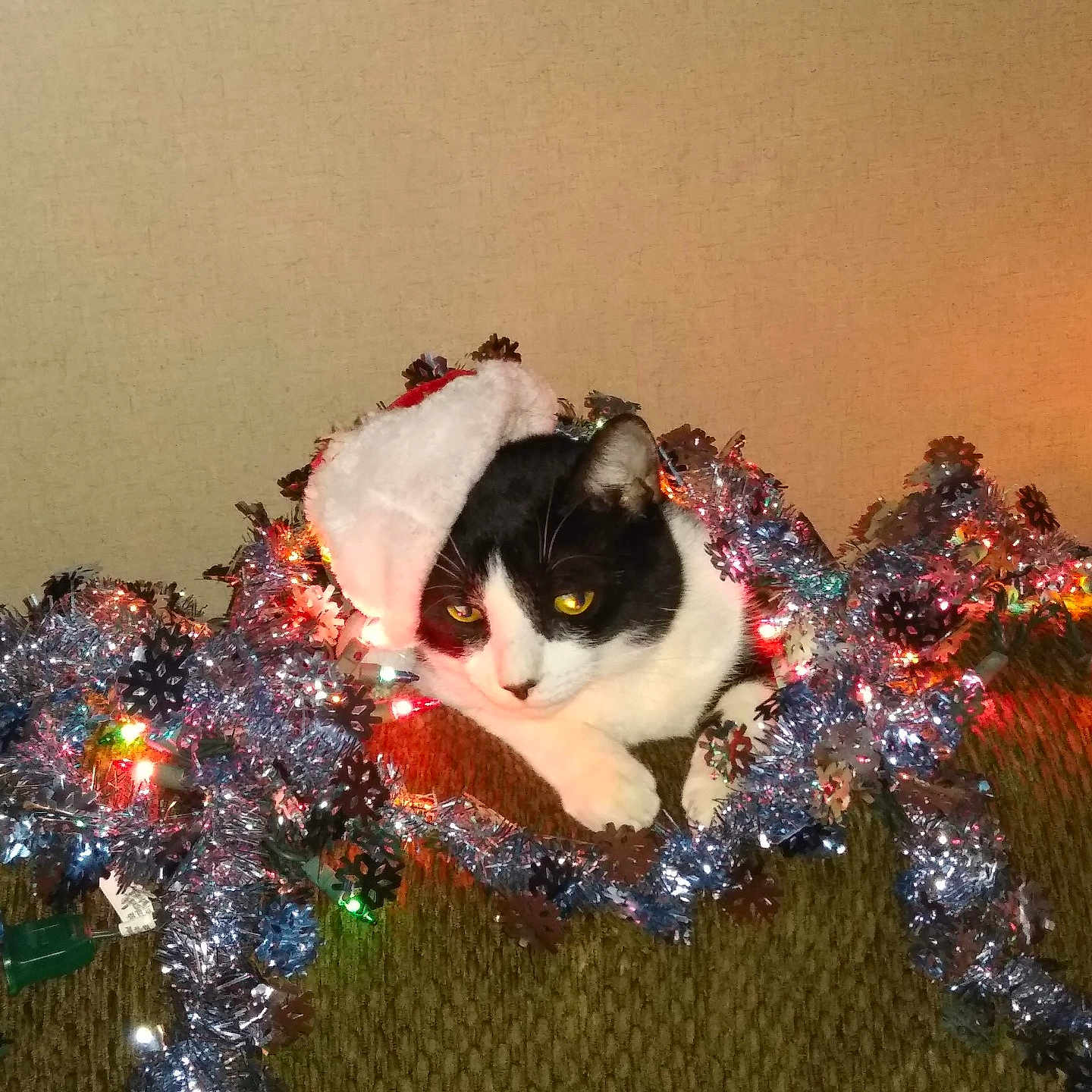 Max is registered to the contest to win money with this photo: animal, black_and_white, cat, celebration, christmas, christmas_lights, couch, cozy, cute, decorations, face, festive, fur, holiday, indoor, pet, relaxed, santa_hat, tinsel, whiskers
