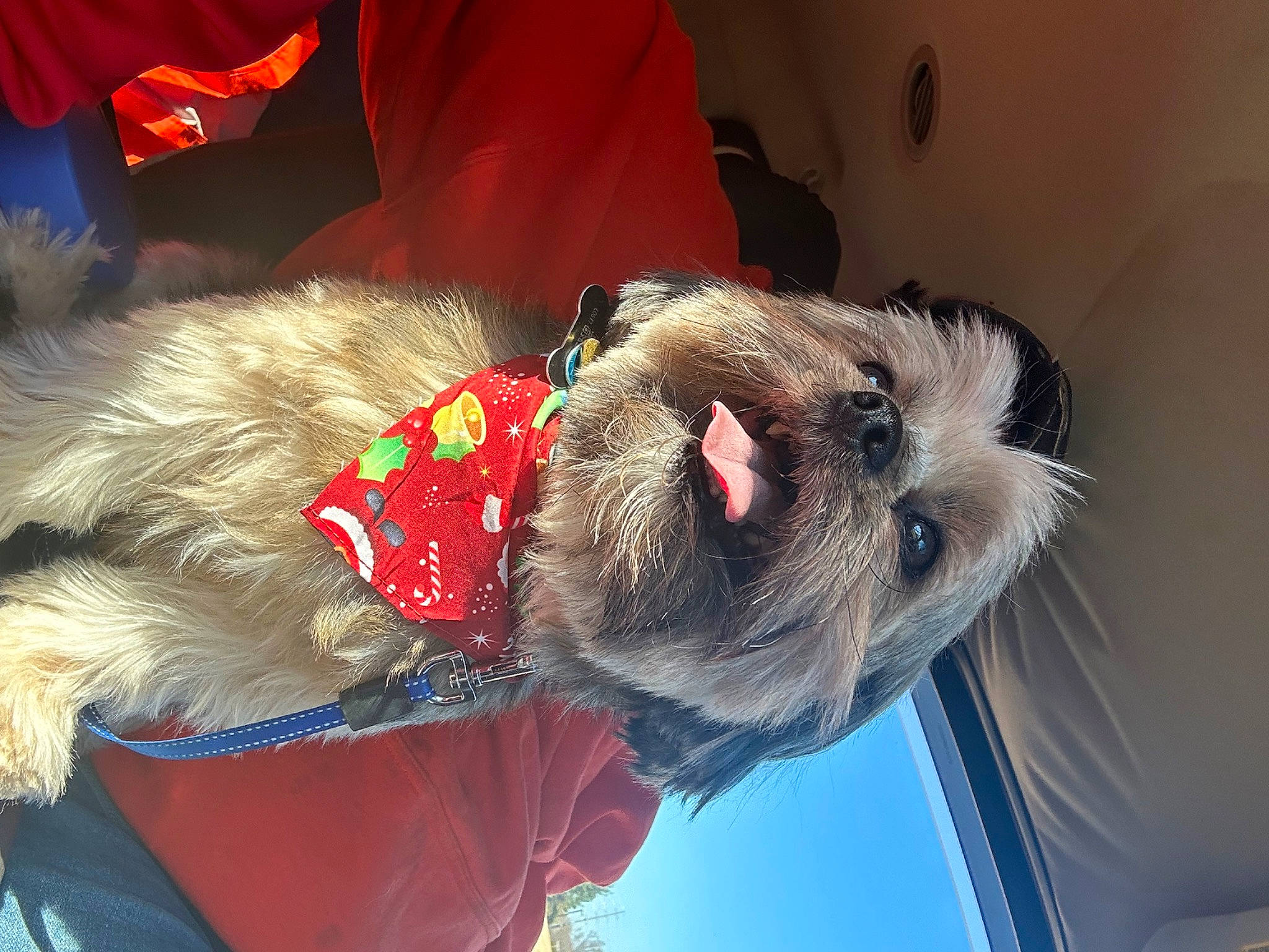 Cooper joined the competition — help win amazing prizes! canidae, carnivore, collar, companion_dog, dog, dog_breed, dog_clothes, dog_collar, dog_supply, ear, event, fawn, fur, leash, pet_supply, snout, sporting_group, sunglasses, whiskers, working_animal