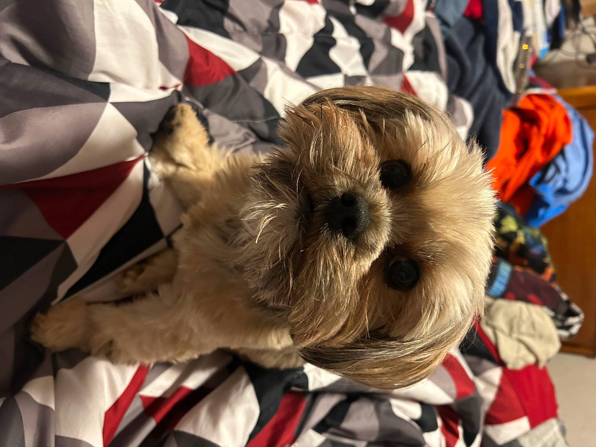 Cooper joined the competition — help win amazing prizes! canidae, carmine, companion_dog, costume, dog_breed, dog_clothes, event, fawn, felidae, fictional_character, fur, schnauzer, single_lens_reflex_camera, small_terrier, snout, sporting_group, stuffed_toy, terrier, toy, toy_dog