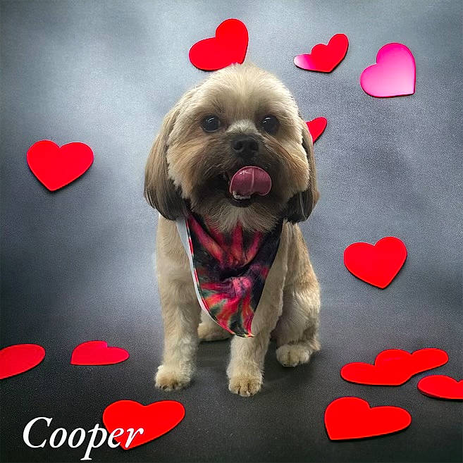 Cooper joined the competition — help win amazing prizes! carnivore, companion_dog, dog, dog_breed, dog_supply, event, fawn, font, gesture, happy, liver, paw, petal, pink, red, snout, sporting_group, toy, toy_dog, working_animal