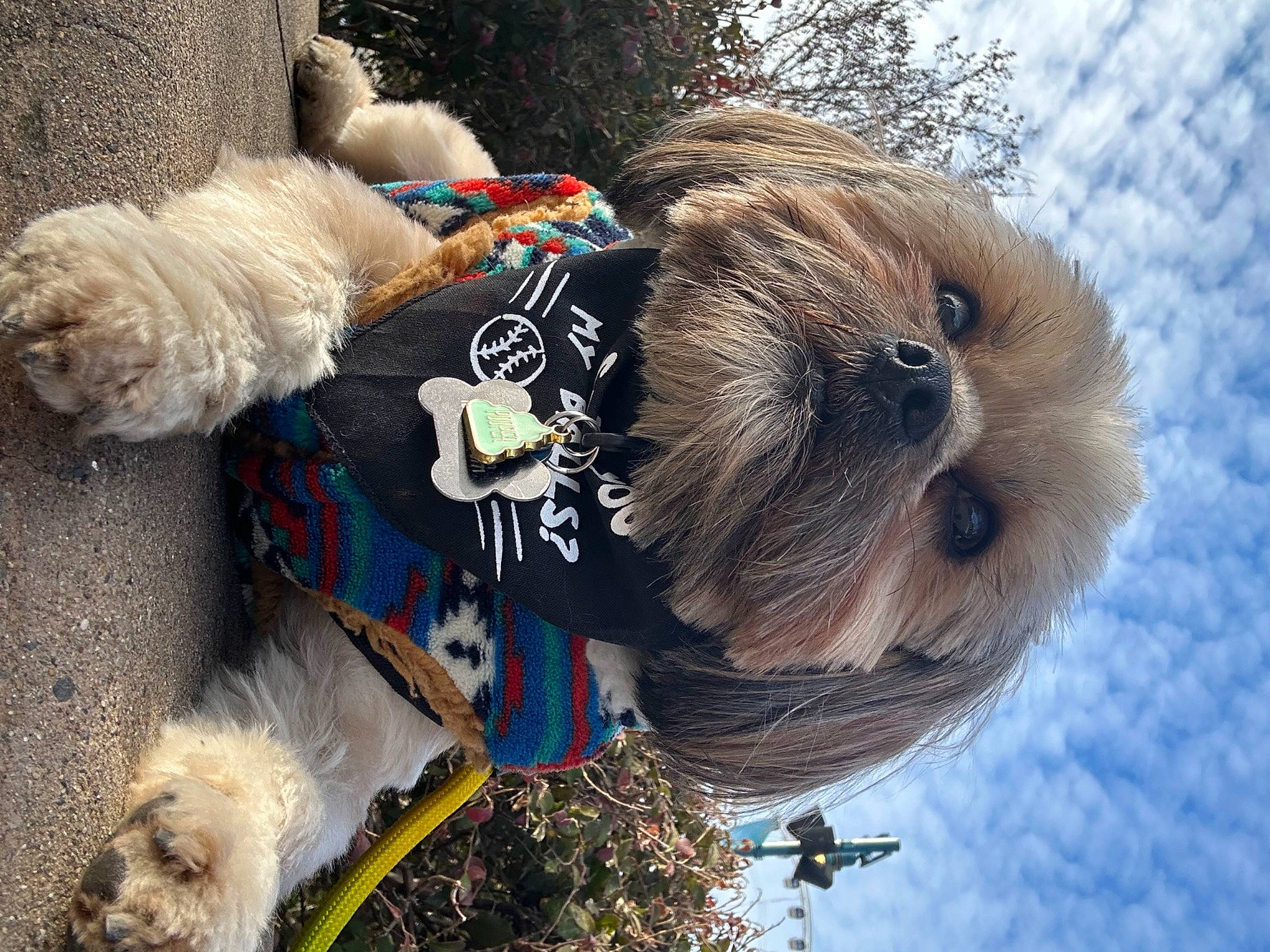 Cooper is registered to the contest to win money with this photo: blue, carnivore, collar, companion_dog, dog, dog_breed, dog_clothes, dog_collar, dog_supply, fawn, fur, leash, mammal, pet_supply, sky, snout, snow, sporting_group, toy, tree