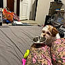 Pearl is registered to the contest to win money with this photo: puppy, dog, bed, bowl, toy, indoor, clutter, storage, plastic_bag, door, floor, blanket, fabric, legs, patterned_clothing, brown, white, small_dog, pet, room