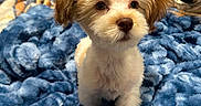 Pearl is registered to the contest to win money with this photo: puppy, dog, pet, indoor, blanket, blue_blanket, fluffy, cute, small_dog, fur, bedroom, cozy, window, curious, animal, companion, young_dog, brown_and_white, soft_texture, domestic