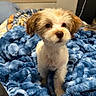 puppy, dog, pet, indoor, blanket, blue_blanket, fluffy, cute, small_dog, fur, bedroom, cozy, window, curious, animal, companion, young_dog, brown_and_white, soft_texture, domestic