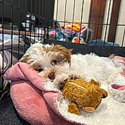 Pearl joined the competition — help win amazing prizes! puppy, dog, blanket, stuffed_toy, crate, pet_bed, indoor, cozy, cute, fur, toy, resting, sleepy, pink, white, brown, soft, pet, animal, young