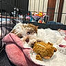 puppy, dog, blanket, stuffed_toy, crate, pet_bed, indoor, cozy, cute, fur, toy, resting, sleepy, pink, white, brown, soft, pet, animal, young