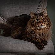 Fickle joined the competition — help win amazing prizes! animal, brown_fur, calm, cat, chair, close_up, domestic_animal, feline, fluffy, furniture, indoor, long_hair, one_eye, paw, pet, portrait, relaxed, sitting, tabby, whiskers