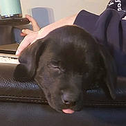 Ziggy is registered to the contest to win money with this photo: adorable, animal, black_dog, closeup, cozy, cute, dog, domestic_animal, face, furry, hand, indoor, leather, pet, puppy, relaxed, resting, sleeping, tongue_out, young_dog