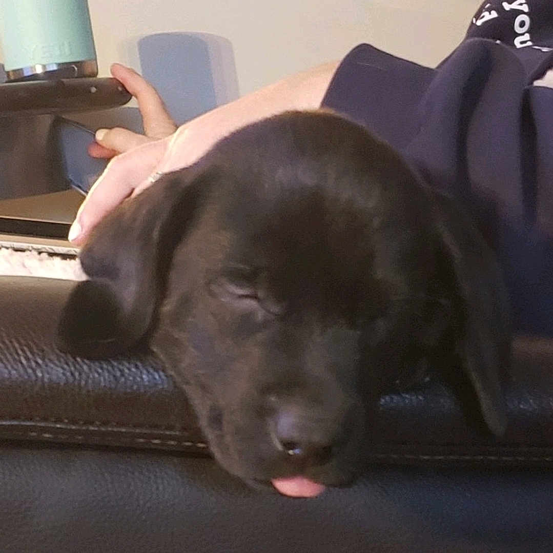 Ziggy is registered to the contest to win money with this photo: adorable, animal, black_dog, closeup, cozy, cute, dog, domestic_animal, face, furry, hand, indoor, leather, pet, puppy, relaxed, resting, sleeping, tongue_out, young_dog