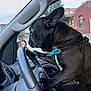 Marvin joined the competition — help win amazing prizes! black_fur, bow, building, car, collar, dashboard, dog, driving, french_bulldog, hand, nail_polish, paw, pet, portrait, rearview_mirror, seat, side_profile, steering_wheel, urban, window