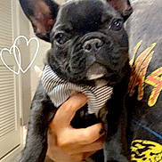 Marvin is registered to the contest to win money with this photo: black_fur, bow_tie, close_up, closet, cute, dog, door, french_bulldog, graphic_tshirt, hearts_doodle, human_hand, indoor, large_ears, paws, person, pet, portrait, puppy, tiled_floor, wall