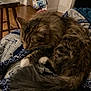 cat, tabby, sleeping_cat, blanket, cozy, fur, paw, tail, pet, domestic_cat, indoor, living_room, quilt, wooden_floor, stool, laptop, textile, relaxing, nighttime, home