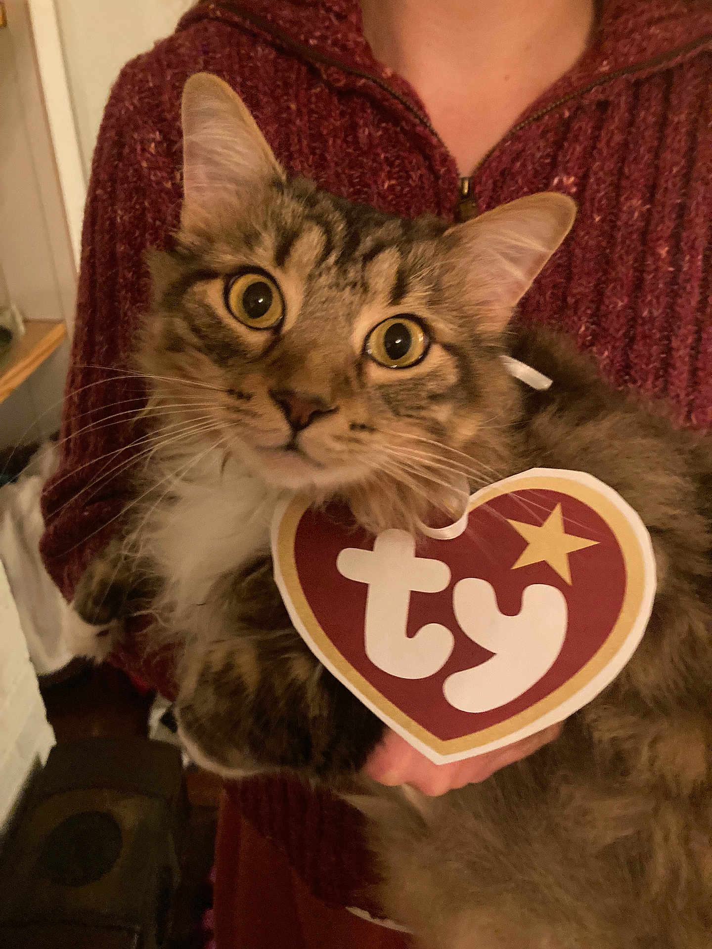 Pippin joined the competition — help win amazing prizes! cat, tabby_cat, pet, whiskers, big_eyes, indoor, person_holding, sweater, maroon_sweater, ty_tag, heart_tag, portrait, close_up, fur, mammal, hand, living_room, curious, looking_at_camera, ears