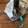 Pippin is registered to the contest to win money with this photo: cat, kitten, tote_bag, floral_pattern, wood_floor, floorboards, blue_handle, peeking_head, curious, pet, indoor, fabric, whiskers, eyes, portrait, playful, small_debris, home, wood_texture, brown_tabby