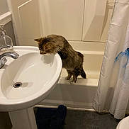 Pippin is registered to the contest to win money with this photo: cat, bathroom, sink, bathtub, shower_curtain, faucet, bathmat, towel, tiles, pet, curious, paw, standing, pedestal_sink, indoor, ceramic, white, mammal, floor, toilet