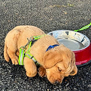 Leo is registered to the contest to win money with this photo: puppy, dog, sleeping, asphalt, harness, water_bowl, outdoor, young, cute, fur, pet, resting, animal, leash, collar, small, adorable, canine, daylight, closeup