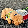 puppy, dog, sleeping, asphalt, harness, water_bowl, outdoor, young, cute, fur, pet, resting, animal, leash, collar, small, adorable, canine, daylight, closeup