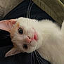 Sin is registered to the contest to win money with this photo: cat, kitten, white_fur, orange_fur, whiskers, pink_nose, close_up, curious, pet, animal, indoor, cozy, blanket, fur, cute, head_tilt, relaxed, soft, domestic_animal, lying_down