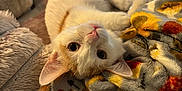 Sin is registered to the contest to win money with this photo: cat, cute, indoor, blanket, couch, cozy, feline, pet, relaxing, soft, orange, white, fur, curious, lying_down, closeup, home, comfort, warm, cute_animal
