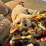 Sin is registered to the contest to win money with this photo: cat, cute, indoor, blanket, couch, cozy, feline, pet, relaxing, soft, orange, white, fur, curious, lying_down, closeup, home, comfort, warm, cute_animal