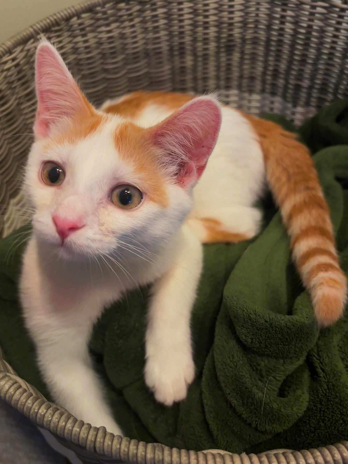 Sin joined the competition — help win amazing prizes! cat, orange_and_white, basket, green_blanket, pet, feline, curious, indoor, cozy, whiskers, ears, tail, wide_eyes, soft_fur, relaxed, cute, domestic_animal, closeup, resting, young_cat