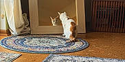 Sin is registered to the contest to win money with this photo: cat, mirror, reflection, rug, floor, indoor, curious, orange, white, feline, wooden_frame, decor, room, natural_light, curtain, carpet, home, pet, animal, sitting