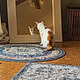 cat, mirror, reflection, rug, floor, indoor, curious, orange, white, feline, wooden_frame, decor, room, natural_light, curtain, carpet, home, pet, animal, sitting