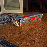 Sin joined the competition — help win amazing prizes! cat, box, diet_coke, floor, cork_floor, rug, mirror, indoor, pet, playful, curious, animal, feline, peeking, hiding, home, decor, wooden_furniture, couch, closeup