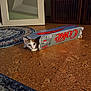 Sin joined the competition — help win amazing prizes! cat, box, diet_coke, floor, cork_floor, rug, mirror, indoor, pet, playful, curious, animal, feline, peeking, hiding, home, decor, wooden_furniture, couch, closeup
