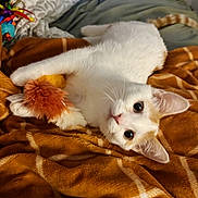 Sin is registered to the contest to win money with this photo: cat, white_cat, orange_cat, toy, blanket, bed, fur, pet, indoor, cozy, playful, animal, cute, resting, soft, domestic, feline, whiskers, ears, claws