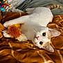 cat, white_cat, orange_cat, toy, blanket, bed, fur, pet, indoor, cozy, playful, animal, cute, resting, soft, domestic, feline, whiskers, ears, claws