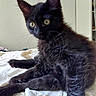 black_cat, kitten, pet, animal, yellow_eyes, fur, whiskers, bed, blanket, indoor, furniture, cabinet, picture_frame, curious, sitting, close_up, domestic_cat, young_cat, soft_light, home
