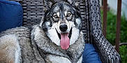 Rambo joined the competition — help win amazing prizes! animal, armchair, canine, chair, couch, cushion, dog, face, furniture, homedecor, husky, indoors, interiordesign, outdoors, pet, puppy, racket, sport, tennis, tennisracket