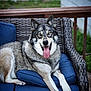 animal, armchair, canine, chair, couch, cushion, dog, face, furniture, homedecor, husky, indoors, interiordesign, outdoors, pet, puppy, racket, sport, tennis, tennisracket