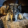 animal, bed, bedroom, blanket, canine, couch, coyote, cushion, dog, furniture, homedecor, husky, indoors, person, pet, puppy, room, sleeping, snout, wolf