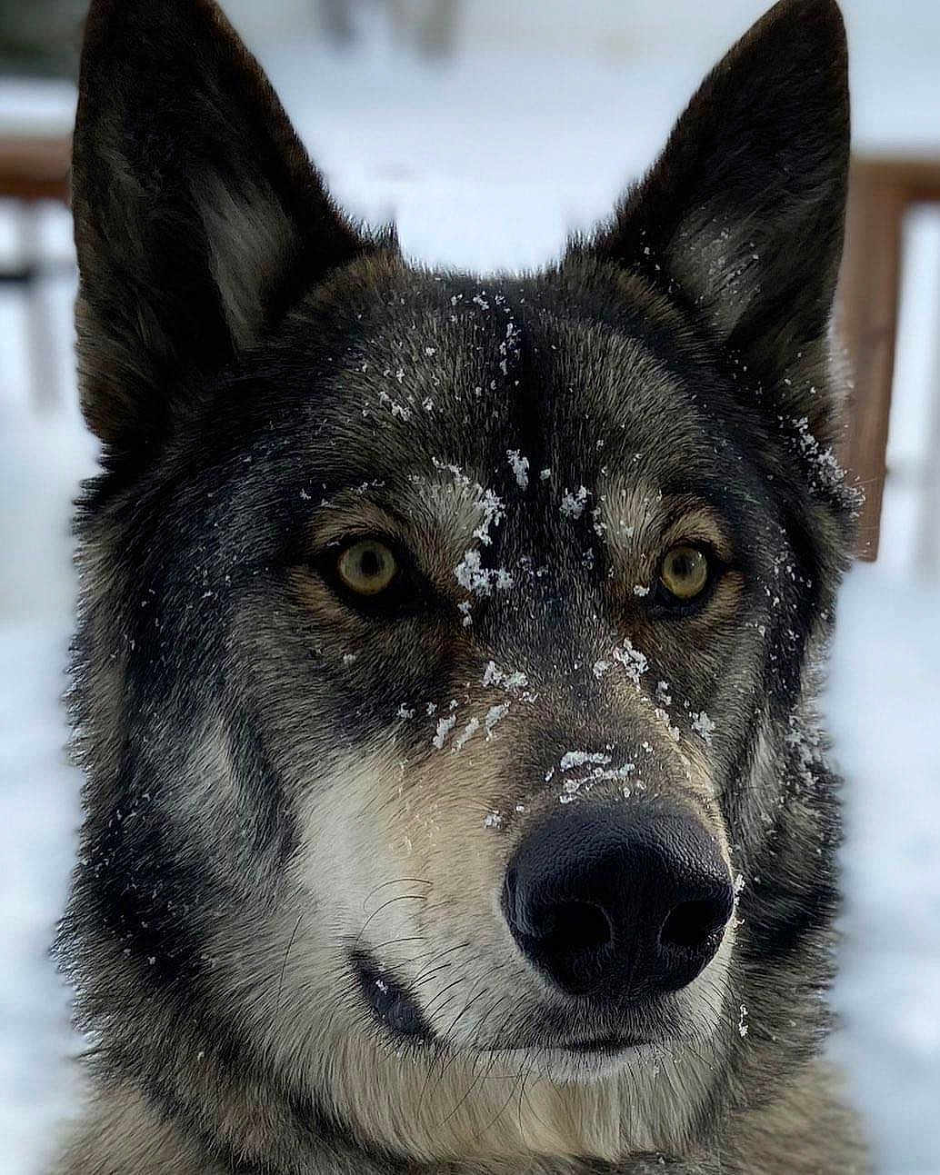 Rambo
