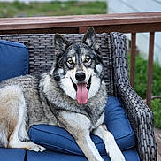 Rambo is registered to the contest to win money with this photo: animal, architecture, building, canine, chair, couch, cushion, dog, eskimodog, furniture, homedecor, house, housing, husky, indoors, interiordesign, nature, outdoors, pet, puppy